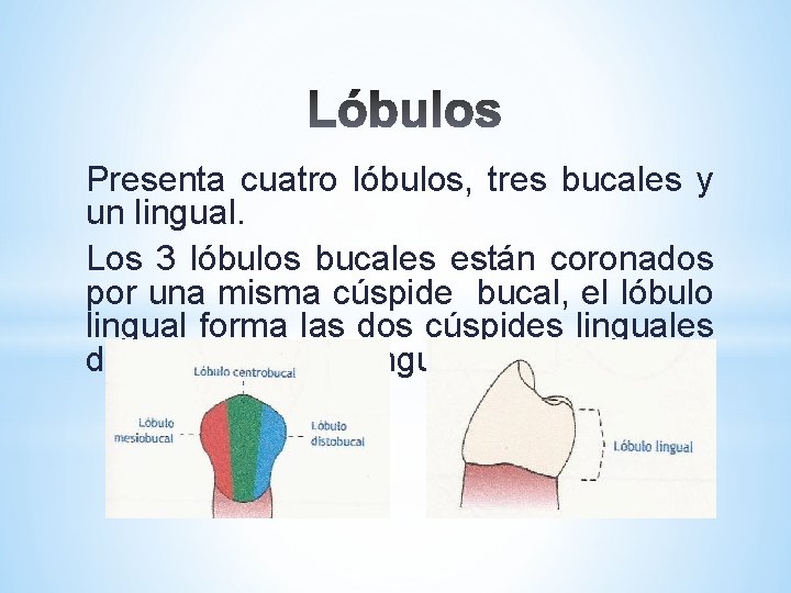 Presenta cuatro lóbulos, tres bucales y un lingual. Los 3 lóbulos bucales están coronados