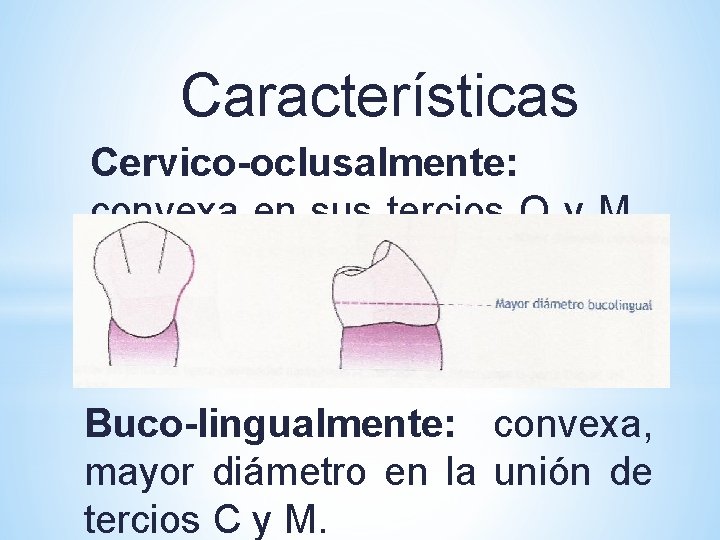 Características Cervico-oclusalmente: convexa en sus tercios O y M, cóncava en su tercio Cevical.