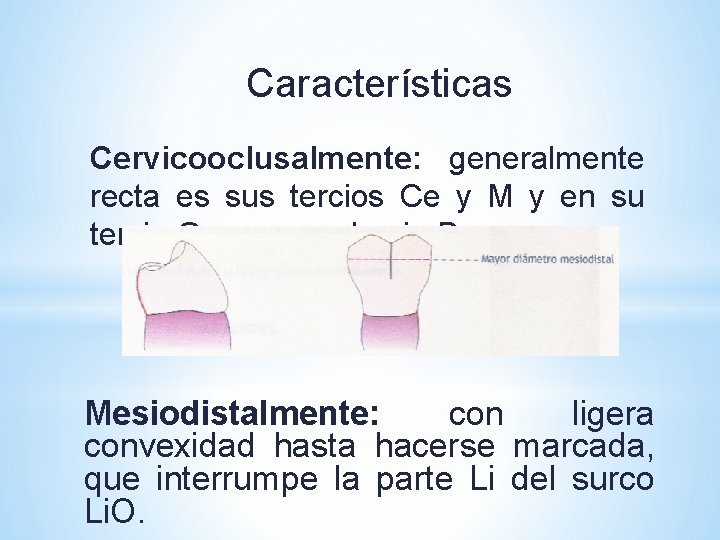 Características Cervicooclusalmente: generalmente recta es sus tercios Ce y M y en su tercio