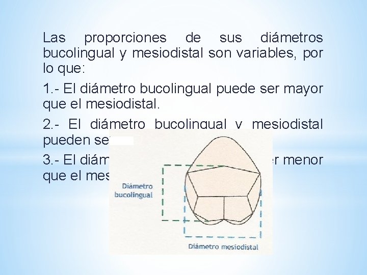 Las proporciones de sus diámetros bucolingual y mesiodistal son variables, por lo que: 1.