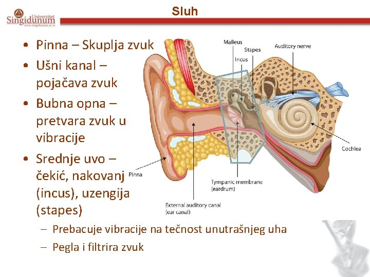Sluh • Pinna – Skuplja zvuk • Ušni kanal – pojačava zvuk • Bubna
