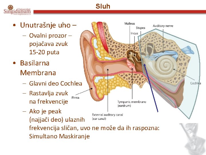 Sluh • Unutrašnje uho – – Ovalni prozor – pojačava zvuk 15 -20 puta