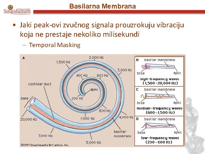 Basilarna Membrana • Jaki peak-ovi zvučnog signala prouzrokuju vibraciju koja ne prestaje nekoliko milisekundi