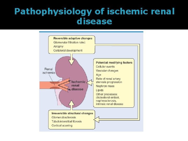 Pathophysiology of ischemic renal disease 