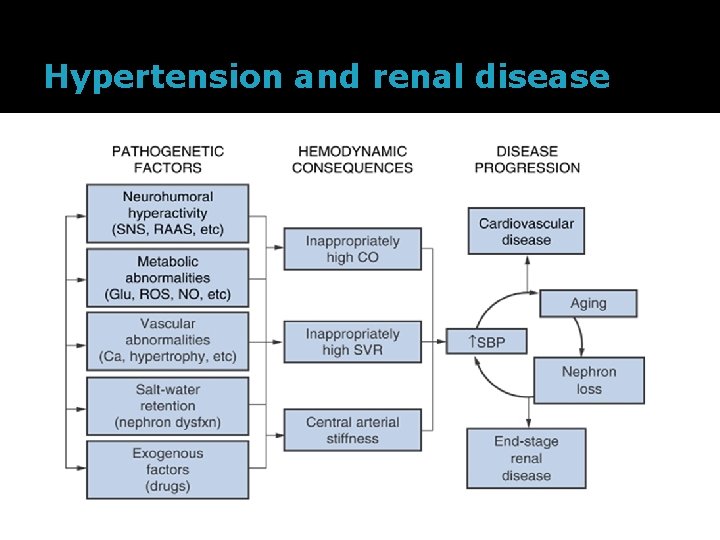 Hypertension and renal disease 