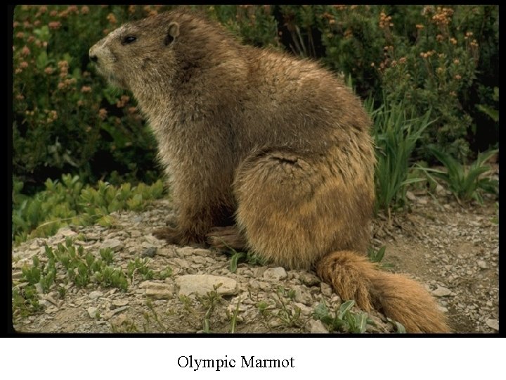 Olympic Marmot 