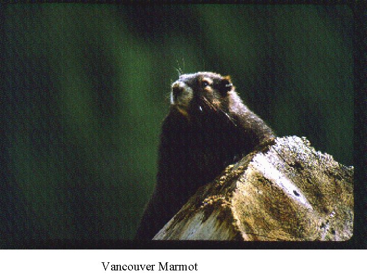 Vancouver Marmot 