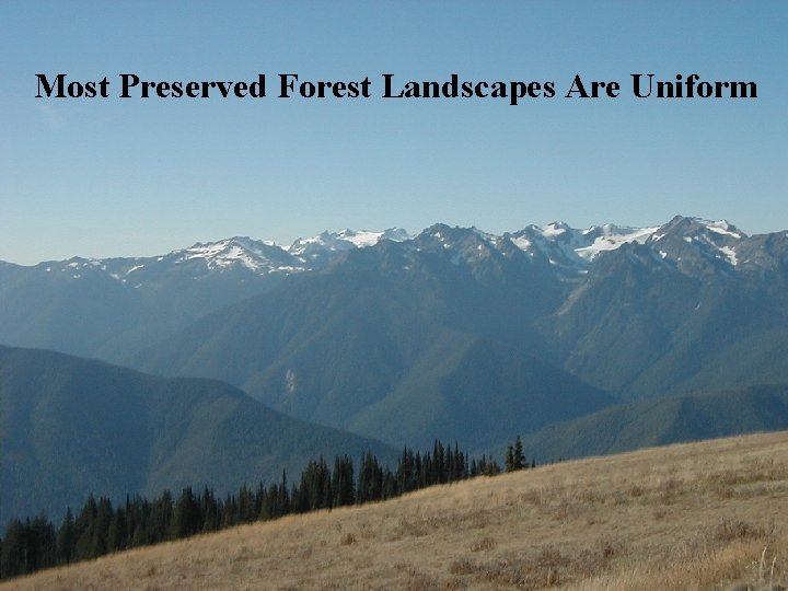 Most Preserved Forest Landscapes Are Uniform 
