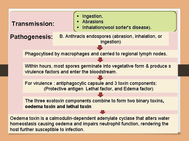 Transmission: Pathogenesis: § Ingestion, § Abrasions § Inhalation(wool sorter's disease). B. Anthracis endospores (abrasion,