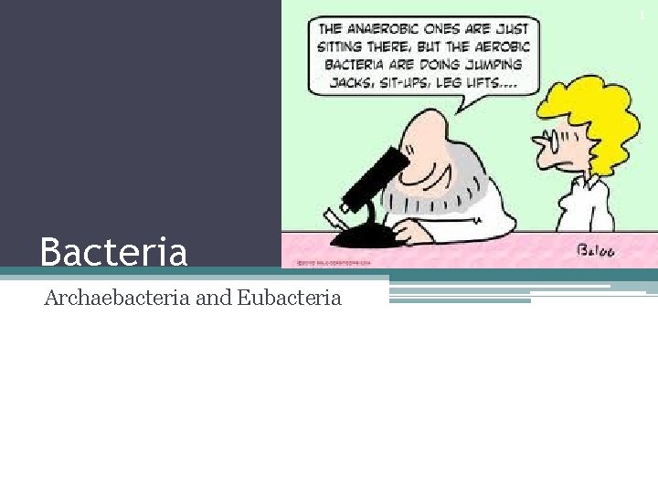 1 Bacteria Archaebacteria and Eubacteria 
