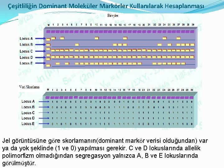 Çeşitliliğin Dominant Moleküler Markörler Kullanılarak Hesaplanması Jel görüntüsüne göre skorlamanın(dominant markör verisi olduğundan) var