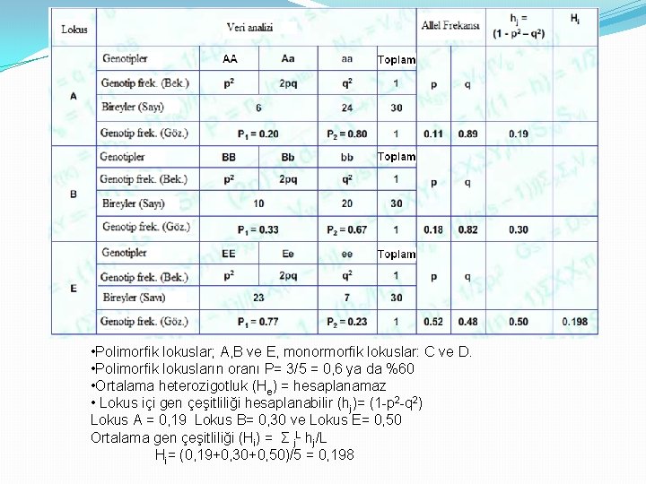  • Polimorfik lokuslar; A, B ve E, monormorfik lokuslar: C ve D. •