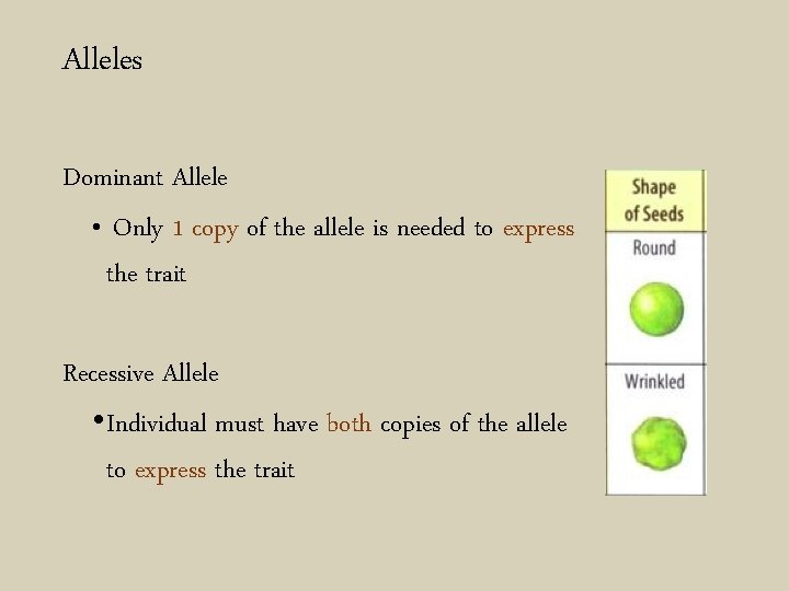 Alleles Dominant Allele • Only 1 copy of the allele is needed to express