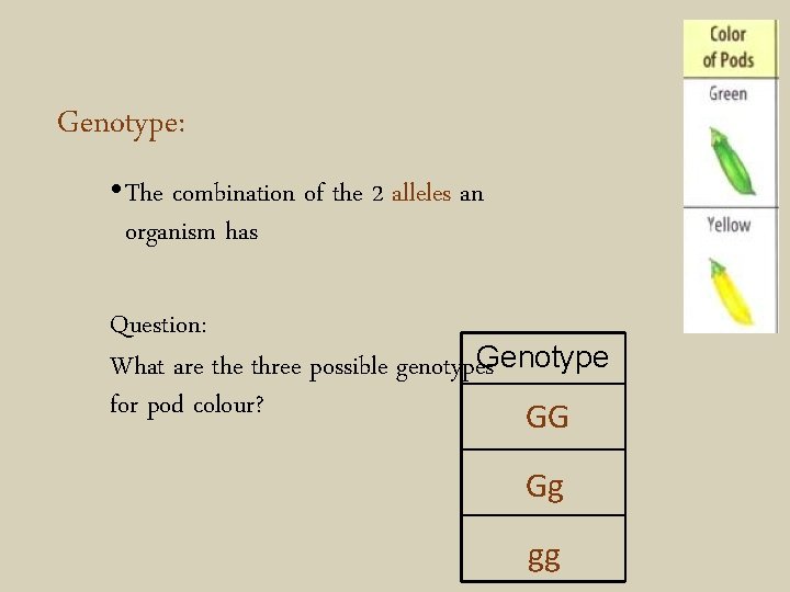 Genotype: • The combination of the 2 alleles an organism has Question: Genotype What