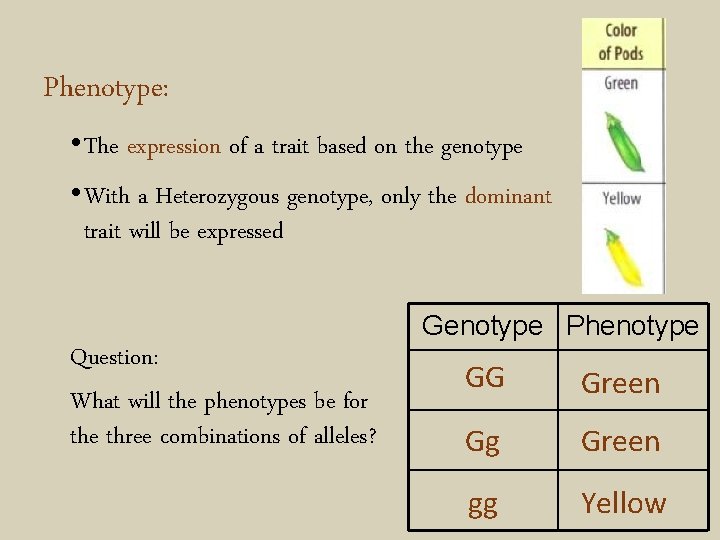 Phenotype: • The expression of a trait based on the genotype • With a