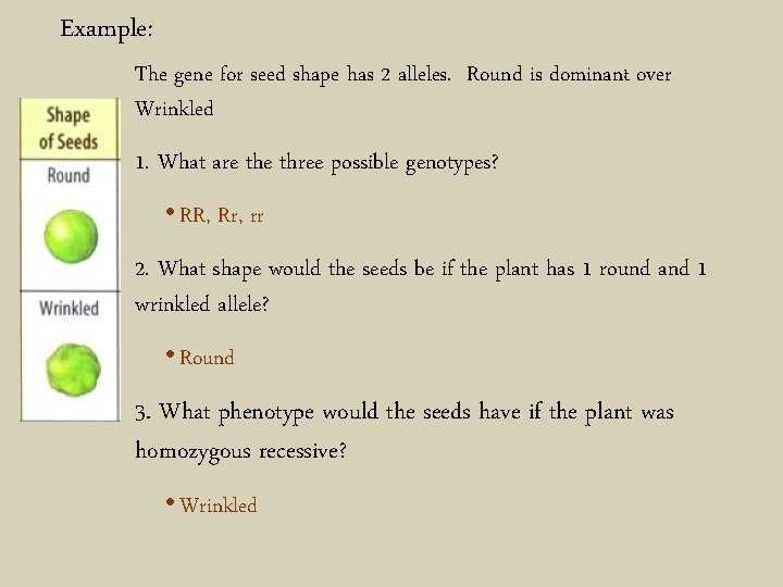 Example: The gene for seed shape has 2 alleles. Round is dominant over Wrinkled