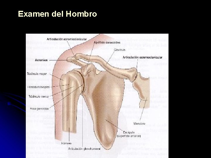 Examen del Hombro 