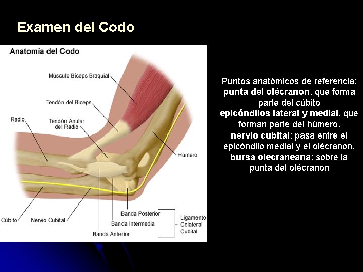 Examen del Codo Puntos anatómicos de referencia: punta del olécranon, que forma parte del