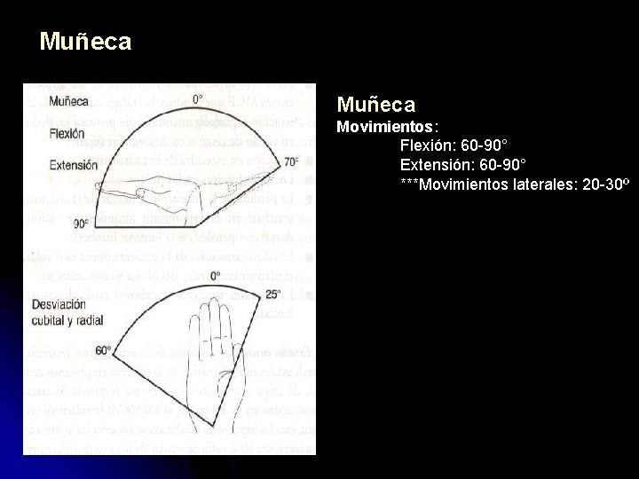 Muñeca Movimientos: Flexión: 60 -90° Extensión: 60 -90° ***Movimientos laterales: 20 -30º 
