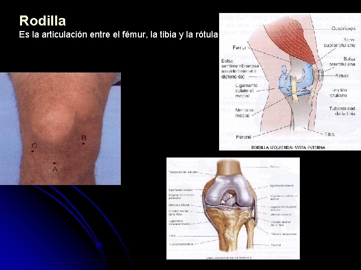 Rodilla Es la articulación entre el fémur, la tibia y la rótula. 