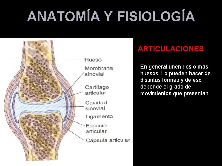 ANATOMÍA Y FISIOLOGÍA ARTICULACIONES En general unen dos o más huesos. Lo pueden hacer