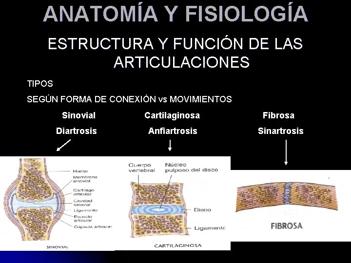 ANATOMÍA Y FISIOLOGÍA ESTRUCTURA Y FUNCIÓN DE LAS ARTICULACIONES TIPOS SEGÚN FORMA DE CONEXIÓN