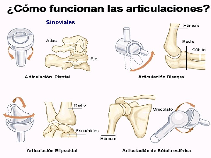 Sinoviales 