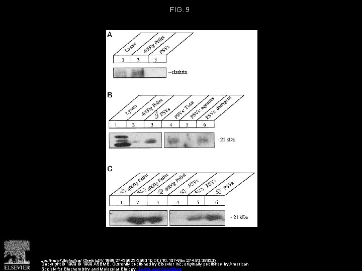 FIG. 9 Journal of Biological Chemistry 1999 27435823 -35831 DOI: (10. 1074/jbc. 274. 50.