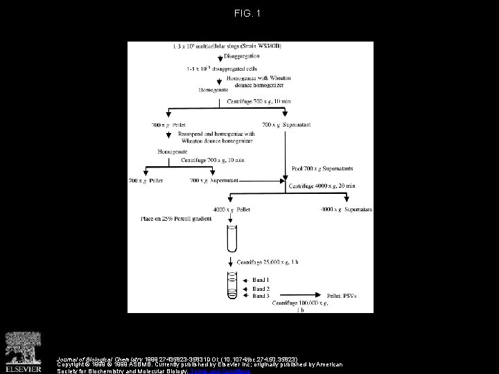 FIG. 1 Journal of Biological Chemistry 1999 27435823 -35831 DOI: (10. 1074/jbc. 274. 50.