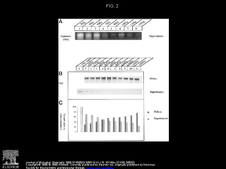 FIG. 2 Journal of Biological Chemistry 1999 27435823 -35831 DOI: (10. 1074/jbc. 274. 50.