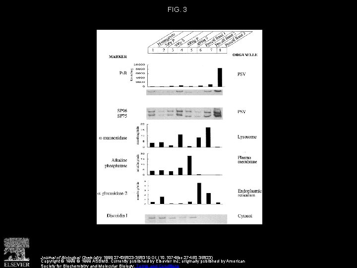 FIG. 3 Journal of Biological Chemistry 1999 27435823 -35831 DOI: (10. 1074/jbc. 274. 50.