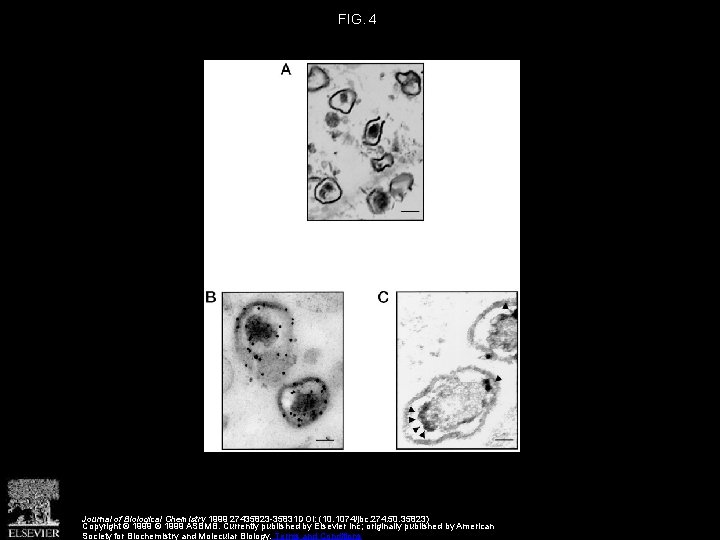 FIG. 4 Journal of Biological Chemistry 1999 27435823 -35831 DOI: (10. 1074/jbc. 274. 50.