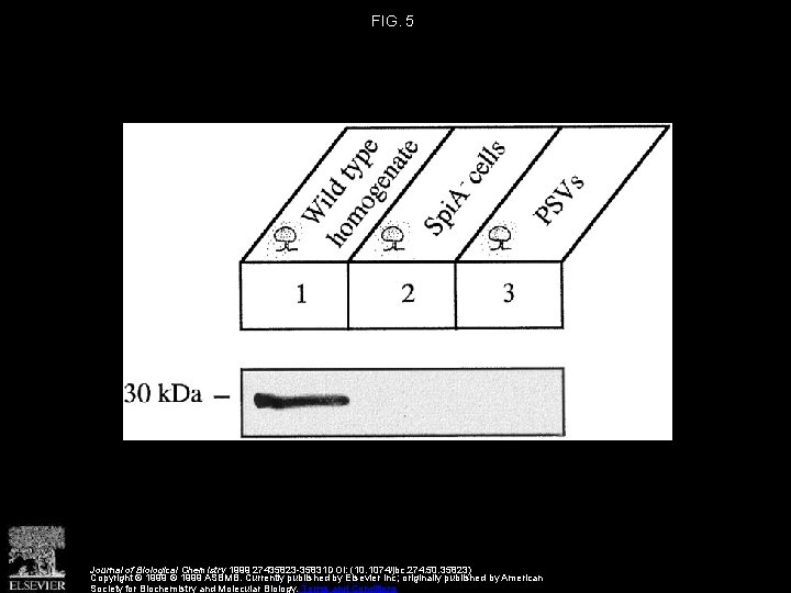 FIG. 5 Journal of Biological Chemistry 1999 27435823 -35831 DOI: (10. 1074/jbc. 274. 50.