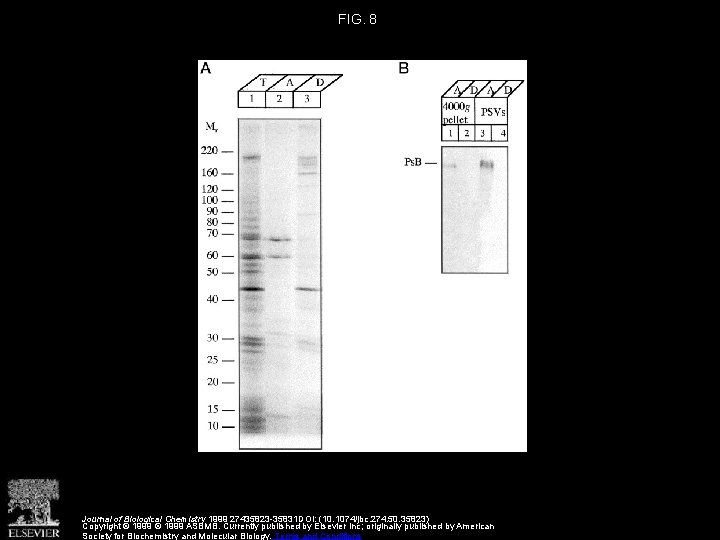 FIG. 8 Journal of Biological Chemistry 1999 27435823 -35831 DOI: (10. 1074/jbc. 274. 50.