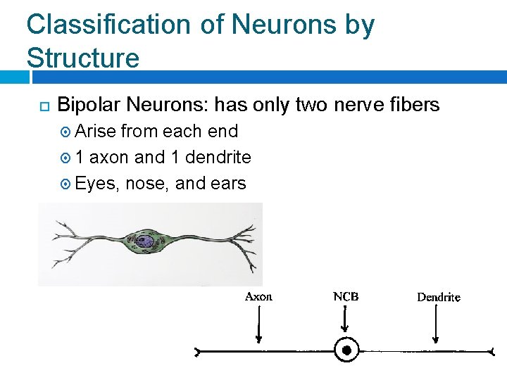 Classification of Neurons by Structure Bipolar Neurons: has only two nerve fibers Arise from