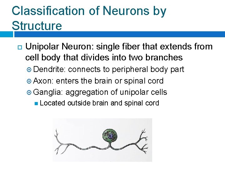 Classification of Neurons by Structure Unipolar Neuron: single fiber that extends from cell body