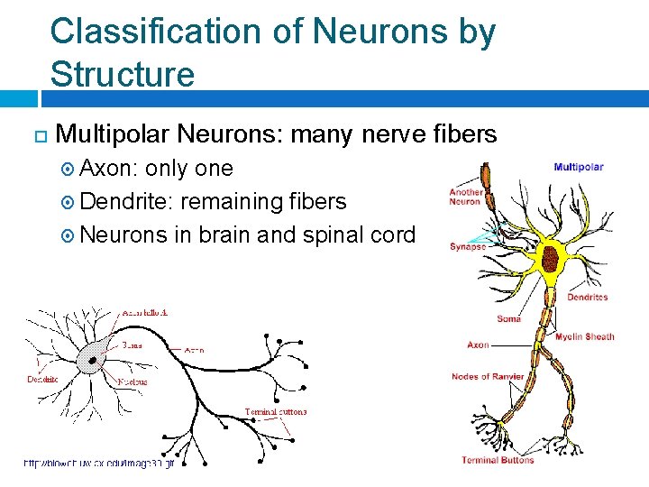 Classification of Neurons by Structure Multipolar Neurons: many nerve fibers Axon: only one Dendrite: