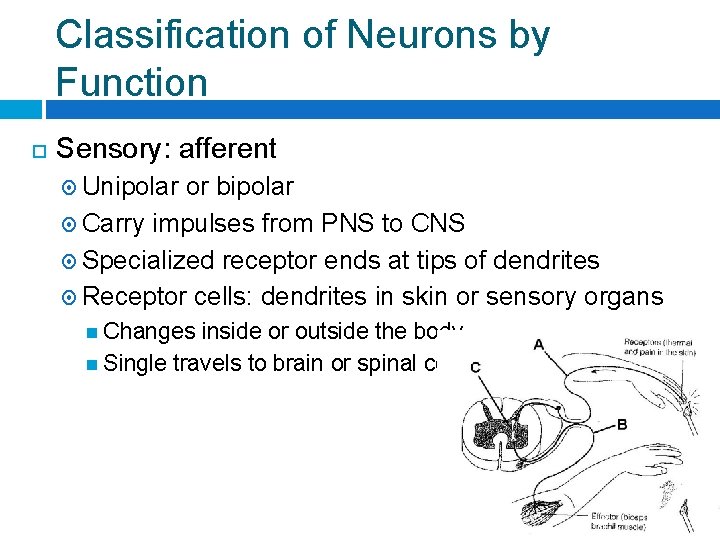 Classification of Neurons by Function Sensory: afferent Unipolar or bipolar Carry impulses from PNS