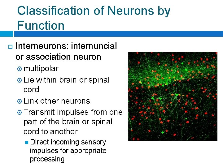 Classification of Neurons by Function Interneurons: internuncial or association neuron multipolar Lie within brain