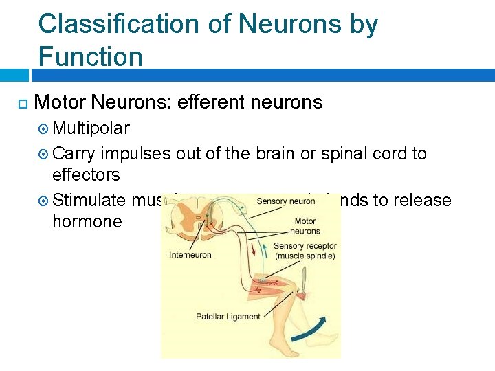 Classification of Neurons by Function Motor Neurons: efferent neurons Multipolar Carry impulses out of