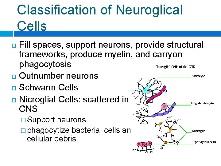 Classification of Neuroglical Cells Fill spaces, support neurons, provide structural frameworks, produce myelin, and