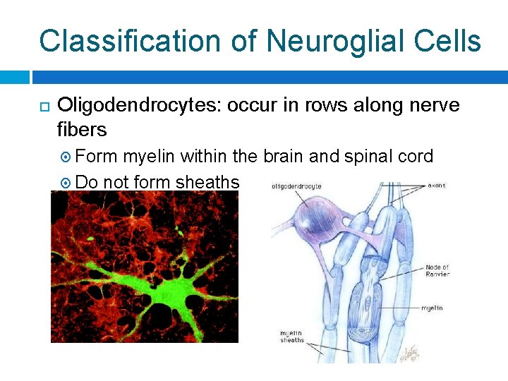 Classification of Neuroglial Cells Oligodendrocytes: occur in rows along nerve fibers Form myelin within