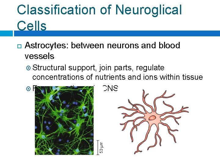 Classification of Neuroglical Cells Astrocytes: between neurons and blood vessels Structural support, join parts,