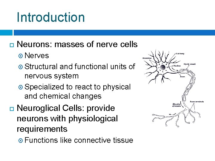 Introduction Neurons: masses of nerve cells Nerves Structural and functional units of nervous system