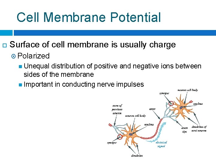 Cell Membrane Potential Surface of cell membrane is usually charge Polarized Unequal distribution of