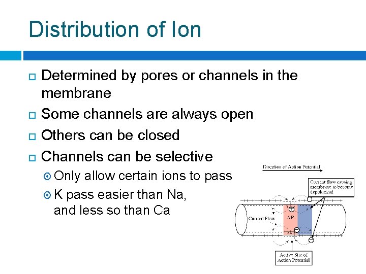 Distribution of Ion Determined by pores or channels in the membrane Some channels are