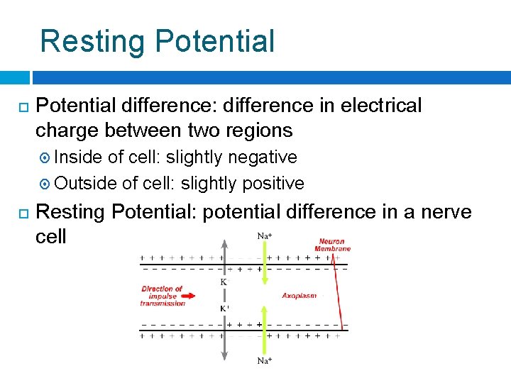 Resting Potential difference: difference in electrical charge between two regions Inside of cell: slightly