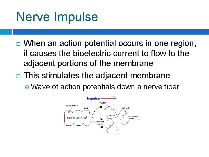 Nerve Impulse When an action potential occurs in one region, it causes the bioelectric