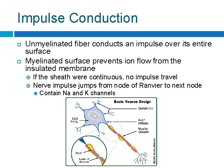 Impulse Conduction Unmyelinated fiber conducts an impulse over its entire surface Myelinated surface prevents