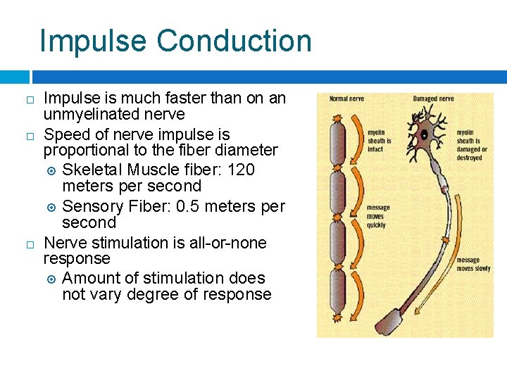 Impulse Conduction Impulse is much faster than on an unmyelinated nerve Speed of nerve